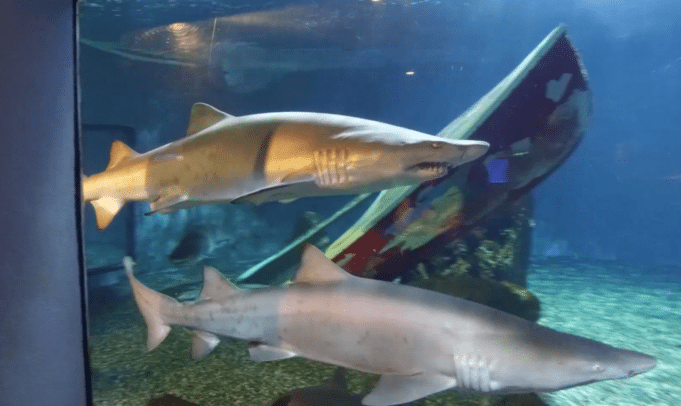 Feinstein Foundation and Mystic Aquarium Offer You to the Sharks for Free Mystic Aquarium