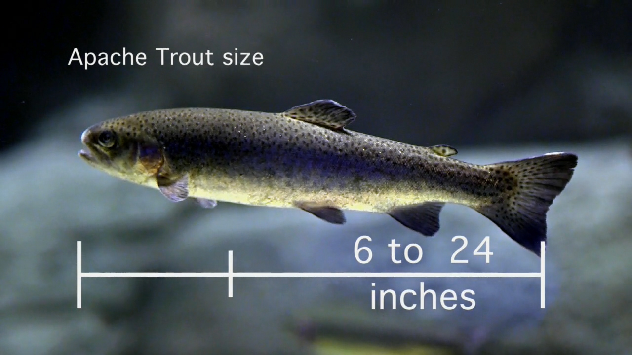 Arizona Endangered Apache Trout at OdySea Aquarium