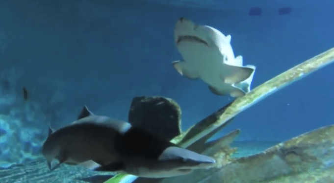 Feinstein Foundation Puts You in the Center of Mystic Aquarium’s Shark Research Mystic Aquarium