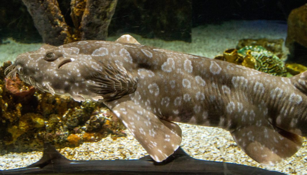 Spotted Wobbegong at Mystic Aquarium