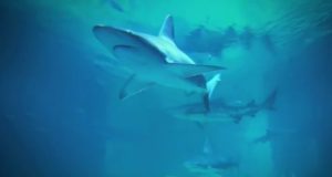 Sharks at Odysea Aquarium