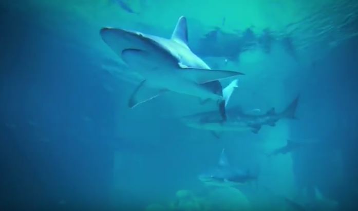 Sharks at Odysea Aquarium
