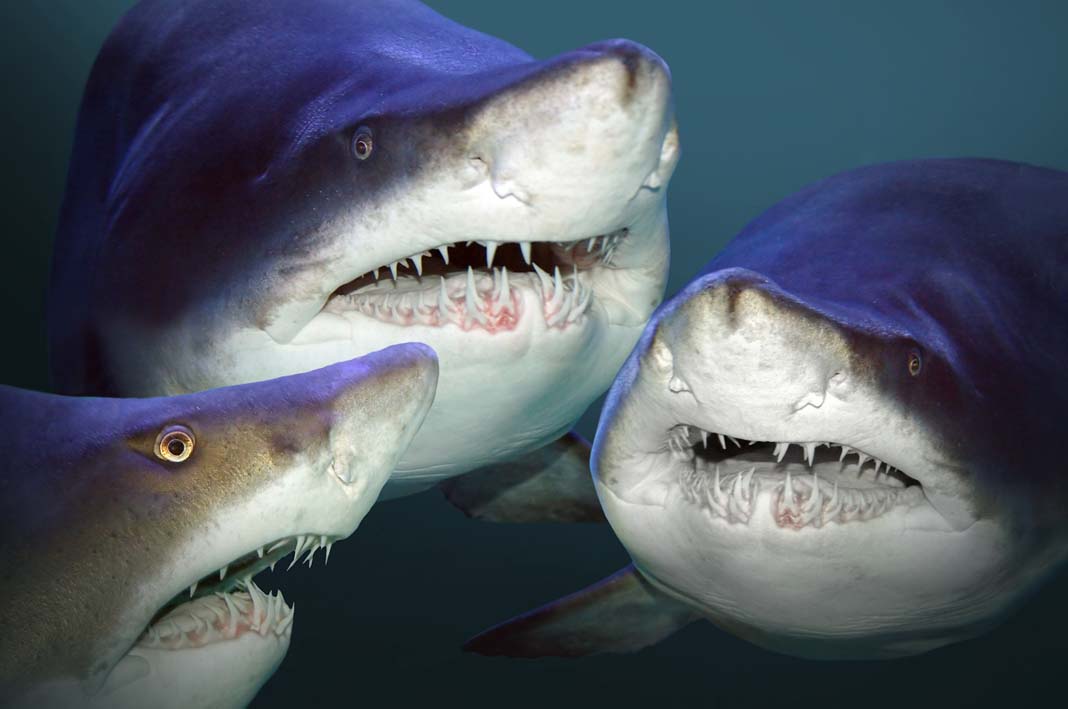 Mystic Aquarium Busts Shark Myths Wide Open