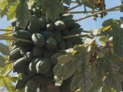 Urban Farm in Arizona