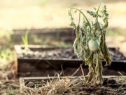 Urban Farm spring gardening tips