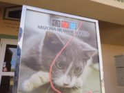 health benefits of pets