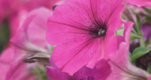 Petunias