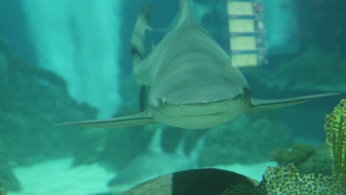 OdySea Mission Voyager Scavenger Hunt