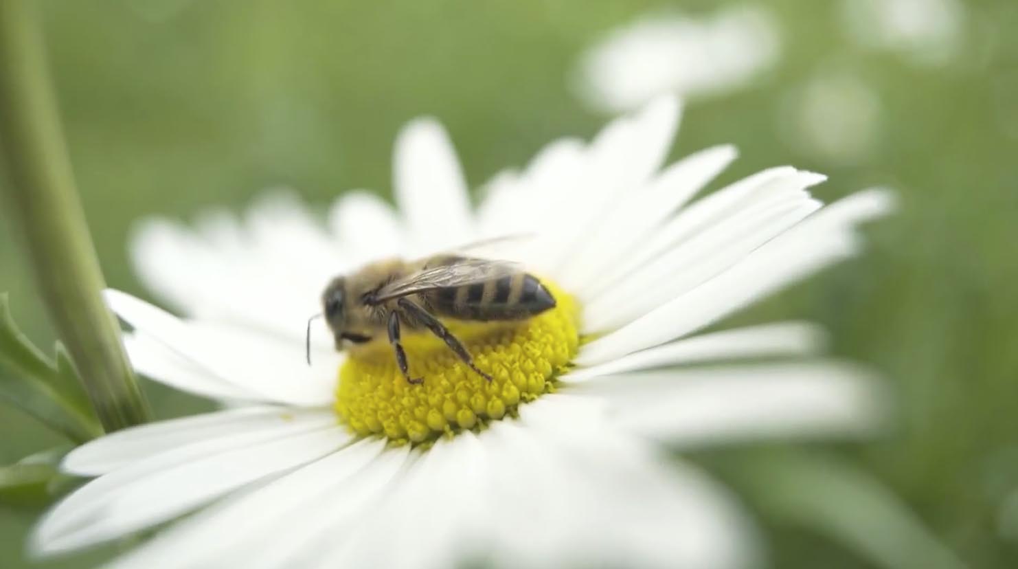 The B App Brings Beekeeping into the 21st Century