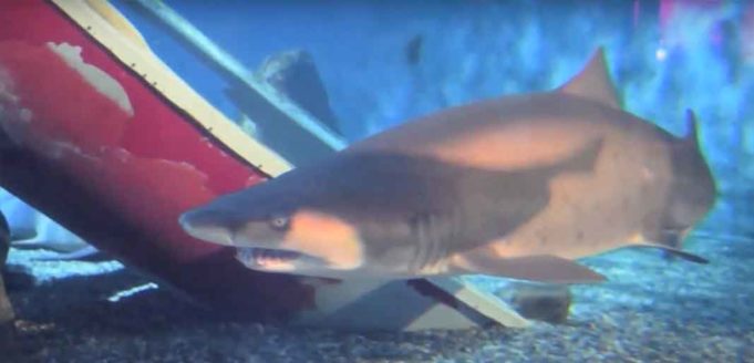 2018 Rhode Island Shark Week IYRS and Cox
