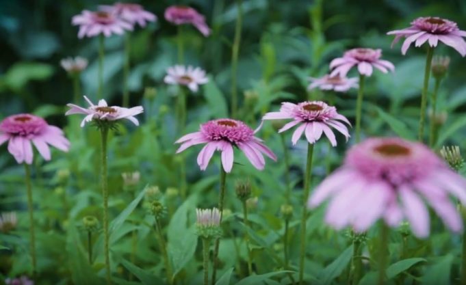 Norfolk Botanical Garden