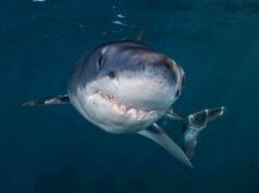 Atlantic Shark Institute Mako Shark