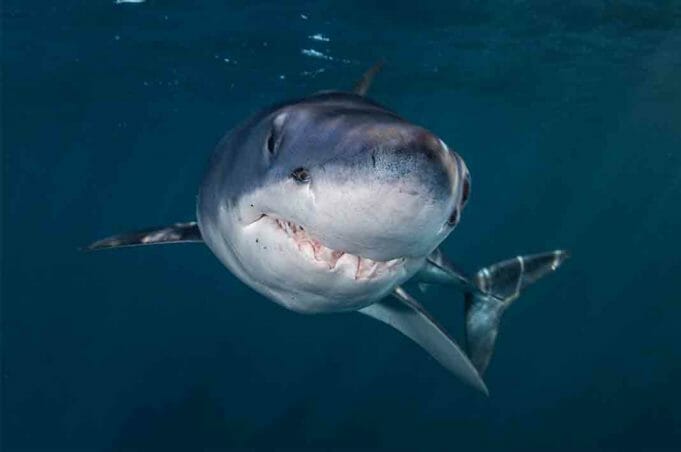Atlantic Shark Institute Mako Shark