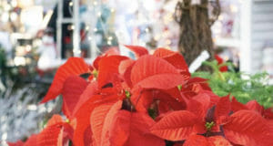 McDonald Garden Center