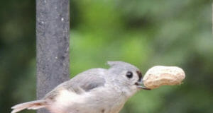 wild birds unlimited