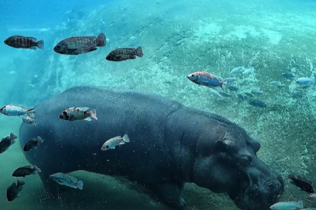 Baton Rouge Zoo Underwater Hippo Exhibit