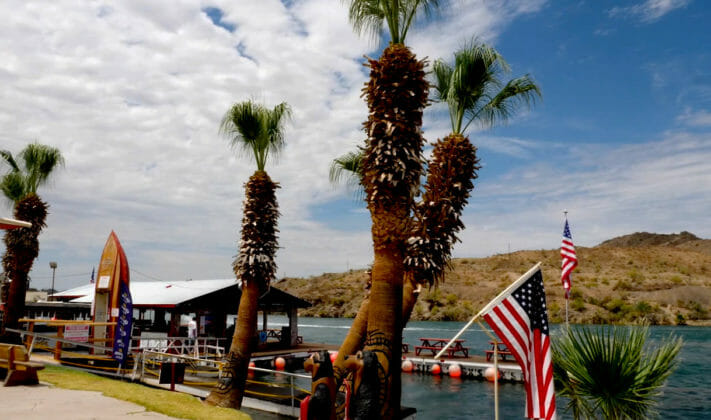 Palm trees at Fox's in Parker Arizona
