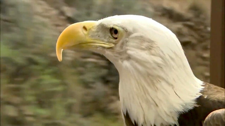this eagle is cruising on the verde canyon railroad