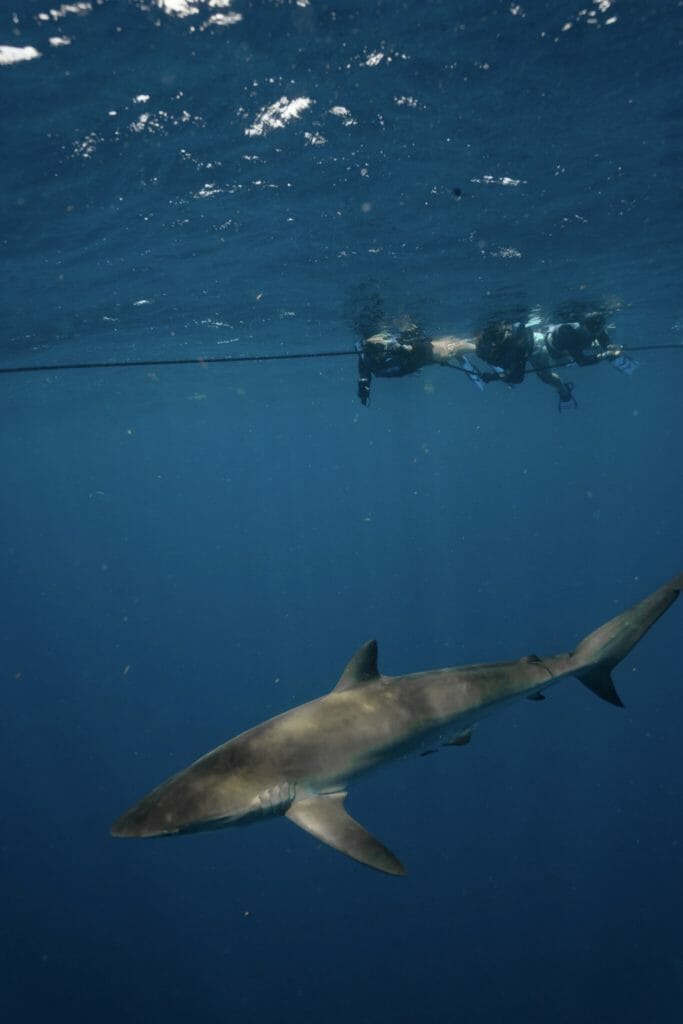 shark dive
