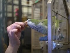 Rhode Island Parrot Rescue
