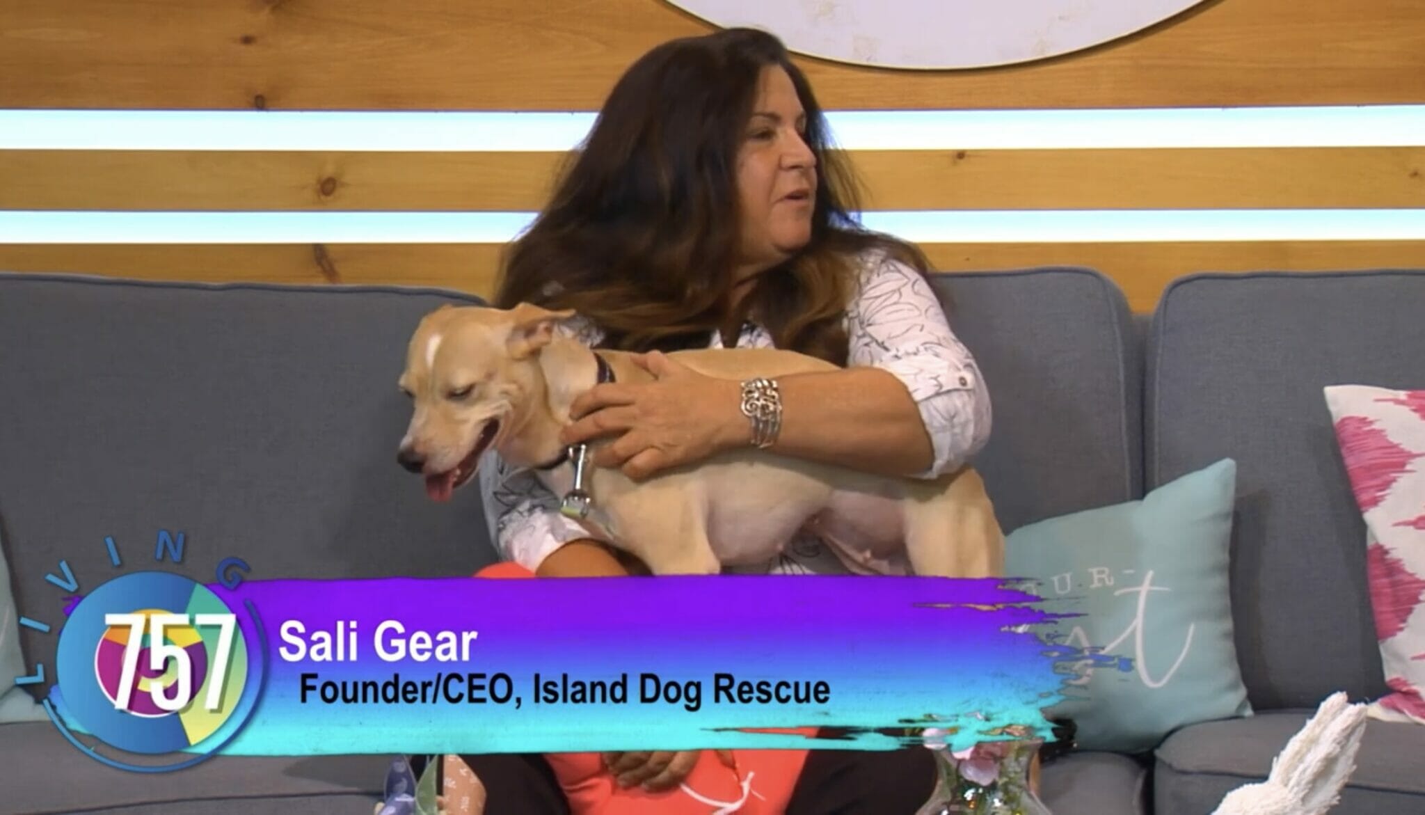 Paws-itively the Cutest Island Dog Rescues! - Yurview