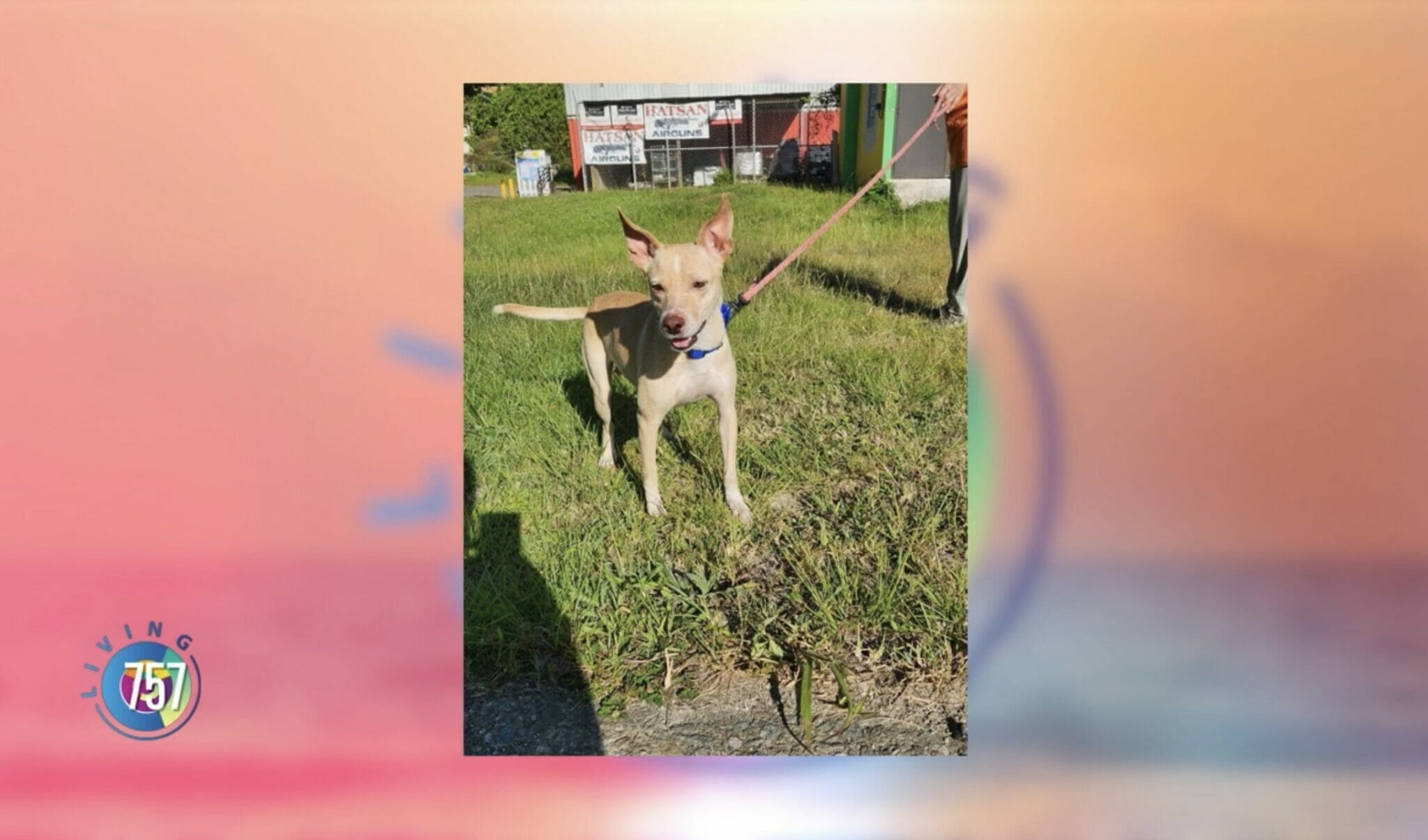 Paws-itively the Cutest Island Dog Rescues! - Yurview